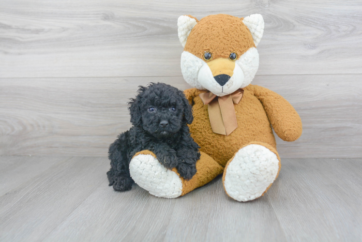 Popular Cockapoo Poodle Mix Pup