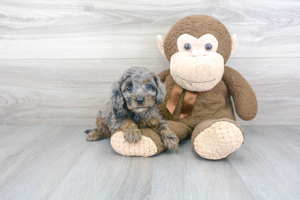 Cockapoo Pup Being Cute