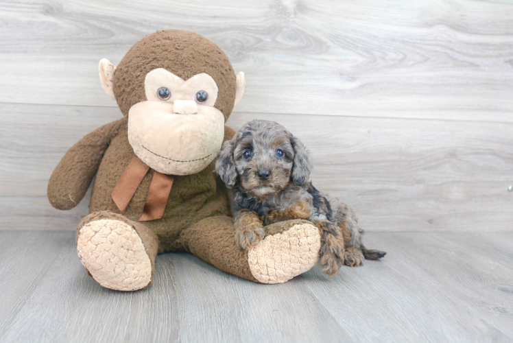 Adorable Cockerpoo Poodle Mix Puppy