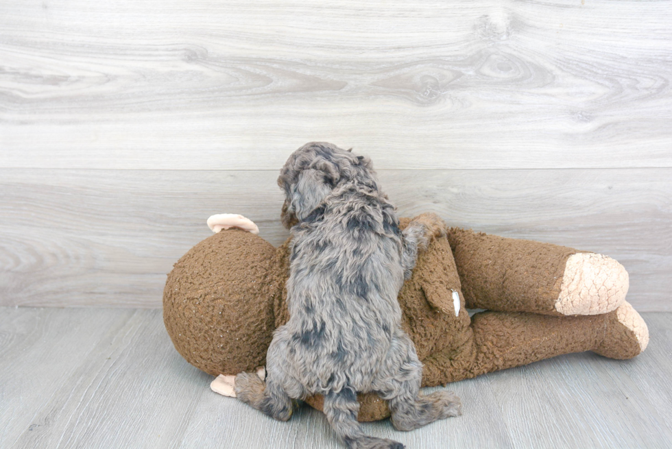 Cockapoo Pup Being Cute