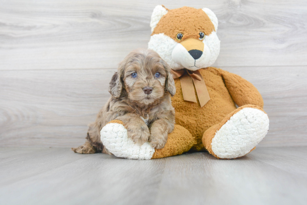 Cockapoo Pup Being Cute