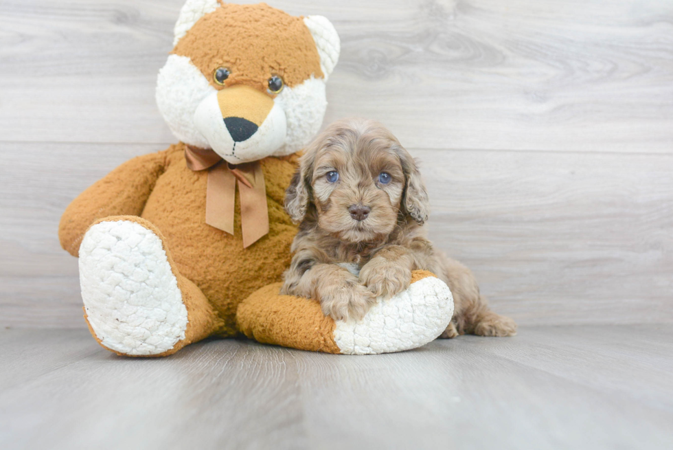 Cockapoo Puppy for Adoption