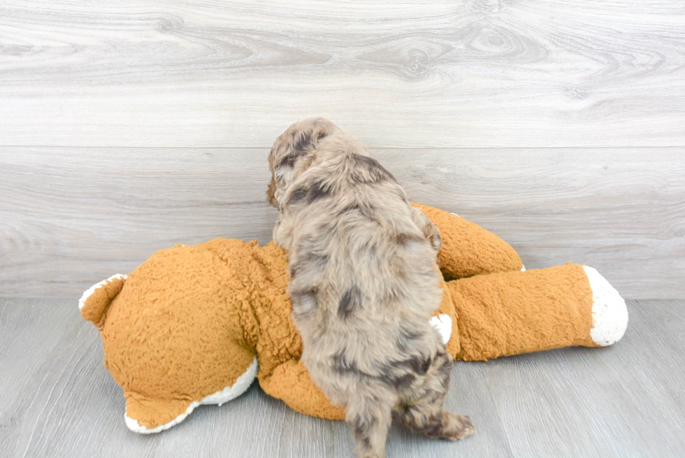 Adorable Cockerpoo Poodle Mix Puppy