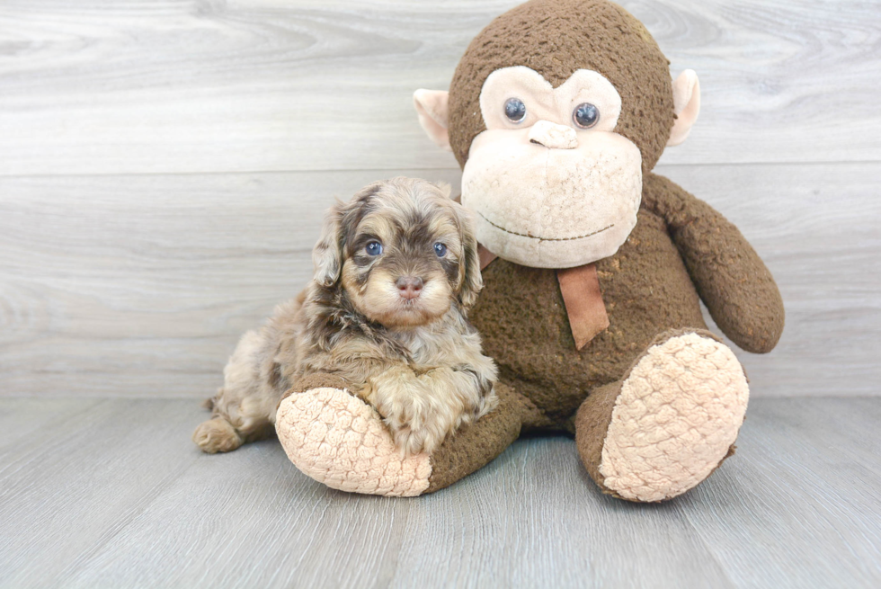 Little Cockerpoo Poodle Mix Puppy