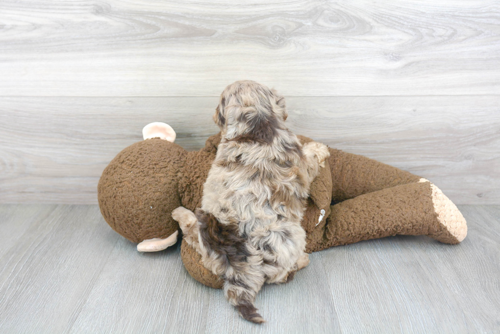 Cockapoo Pup Being Cute