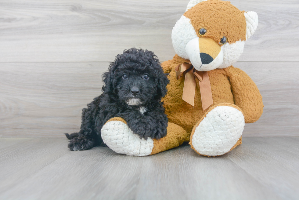 Adorable Cockerpoo Poodle Mix Puppy