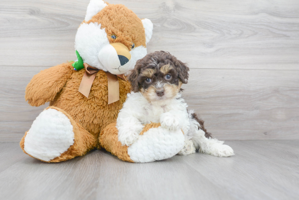 Adorable Cockerpoo Poodle Mix Puppy