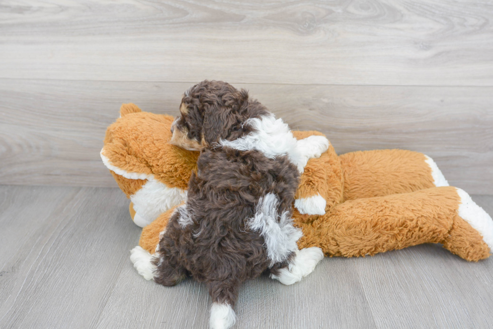 Sweet Cockapoo Baby