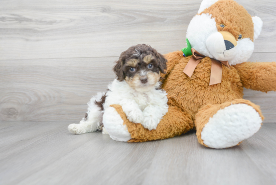 Cockapoo Pup Being Cute