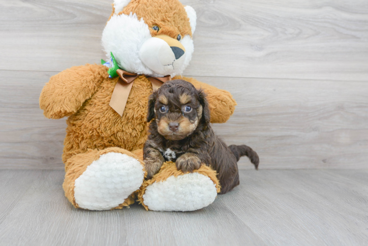 Friendly Cockapoo Baby