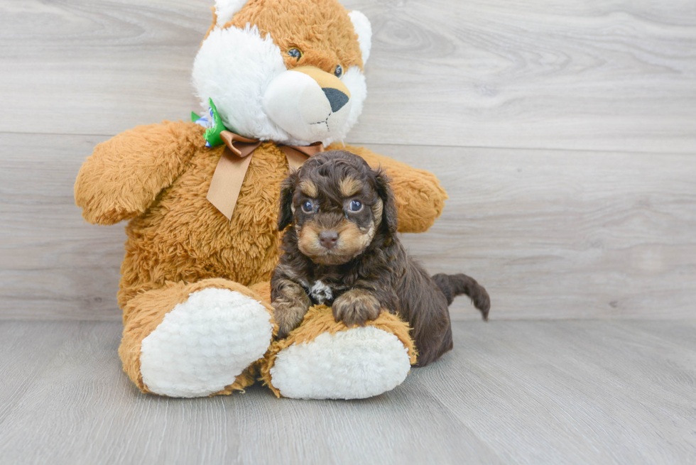 Friendly Cockapoo Baby