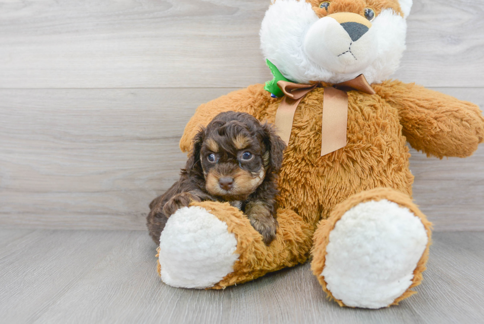 Popular Cockapoo Poodle Mix Pup