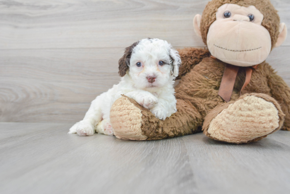 Popular Cockapoo Poodle Mix Pup