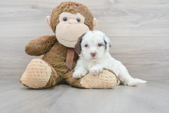 Cockapoo Pup Being Cute