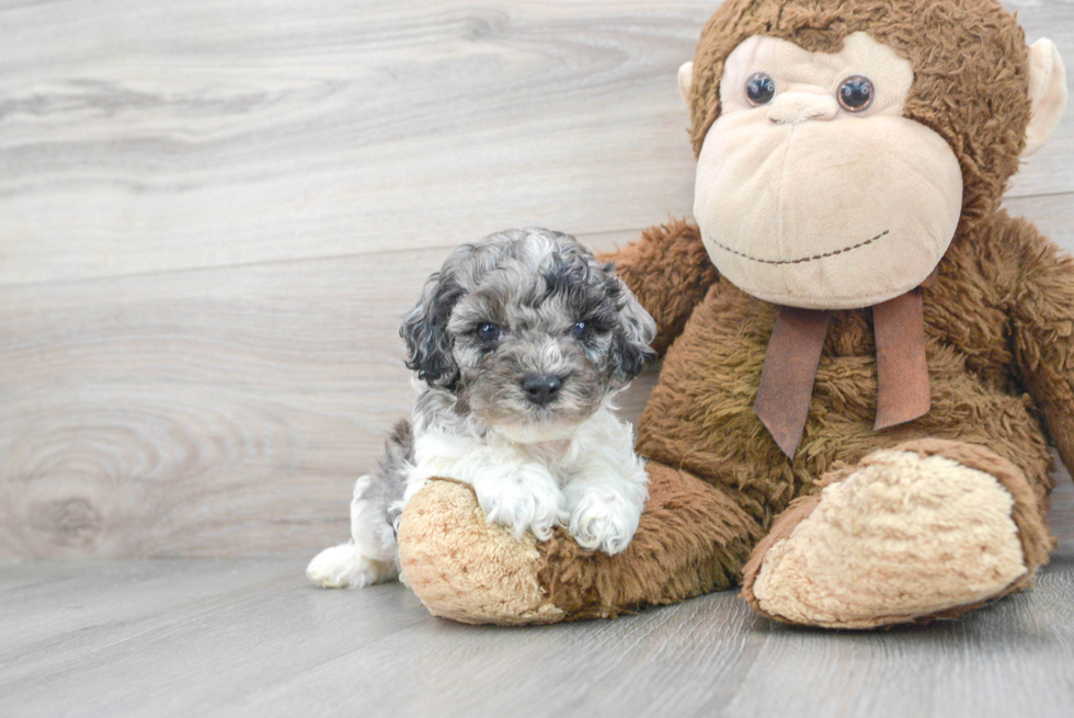 Cockapoo Puppy for Adoption