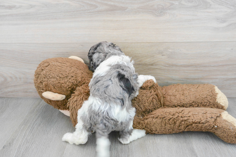 Fluffy Cockapoo Poodle Mix Pup