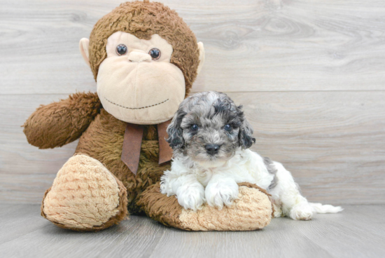 Cockapoo Pup Being Cute