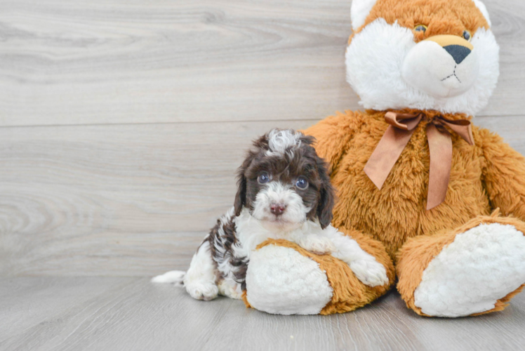 Cockapoo Puppy for Adoption