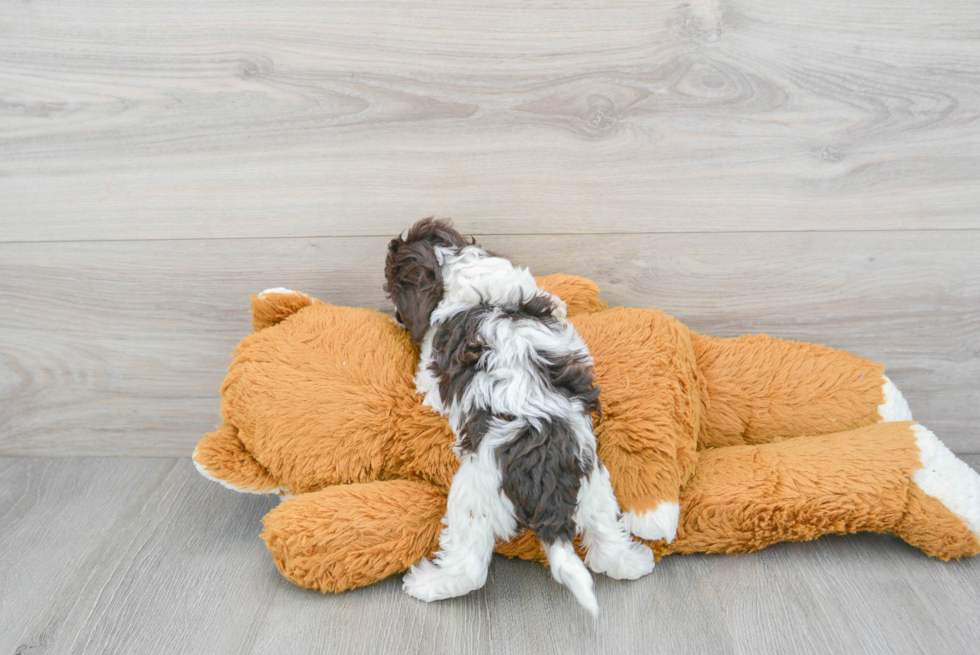 Small Cockapoo Baby