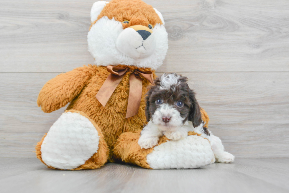 Adorable Cockerpoo Poodle Mix Puppy