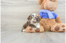 Cockapoo Puppy for Adoption