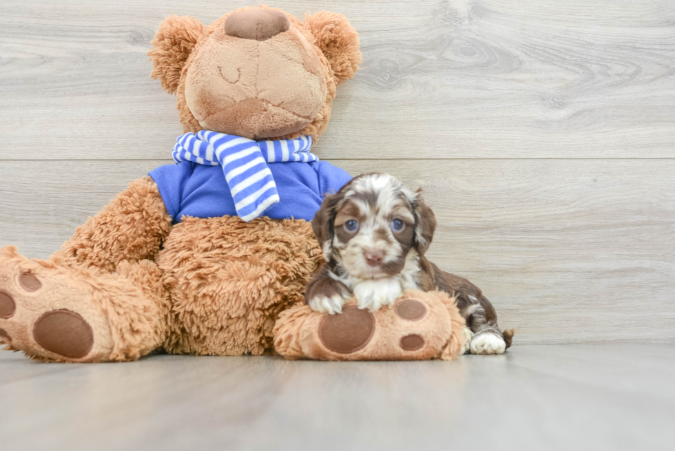 Playful Cocker Doodle Poodle Mix Puppy