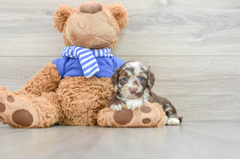 5 week old Cockapoo Puppy For Sale - Premier Pups