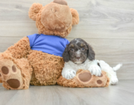 7 week old Cockapoo Puppy For Sale - Premier Pups