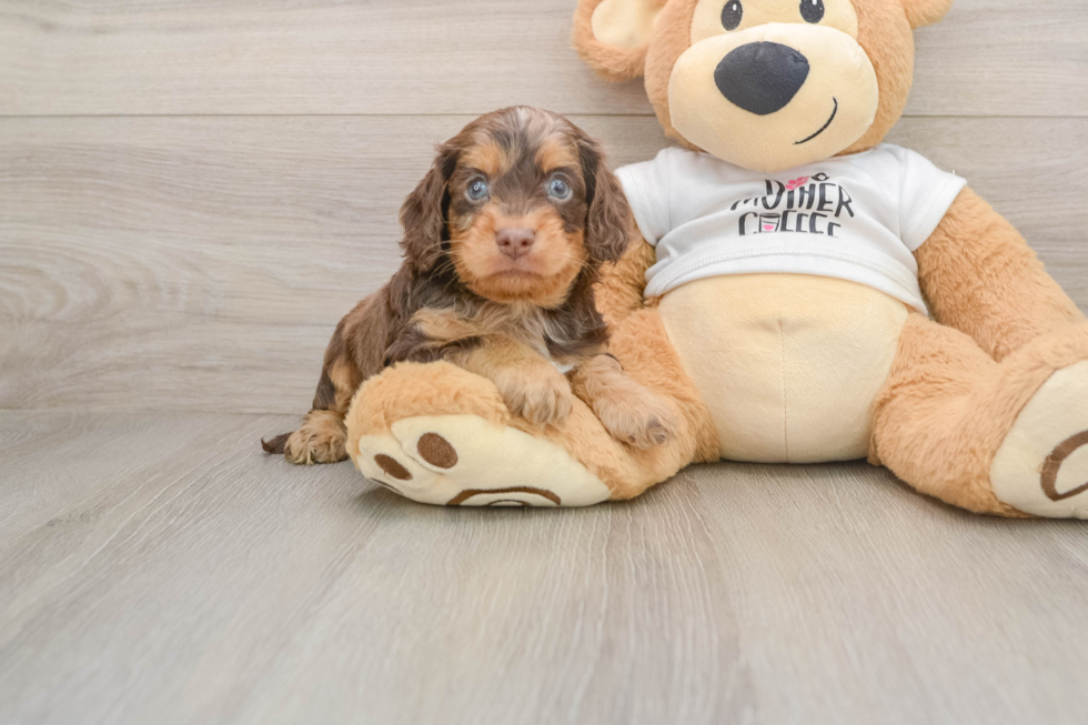 Cute Cockapoo Baby