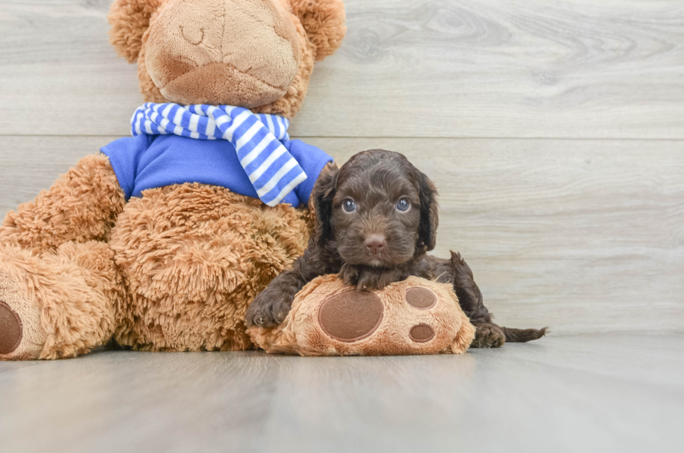 6 week old Cockapoo Puppy For Sale - Premier Pups