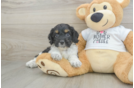 Best Cockapoo Baby