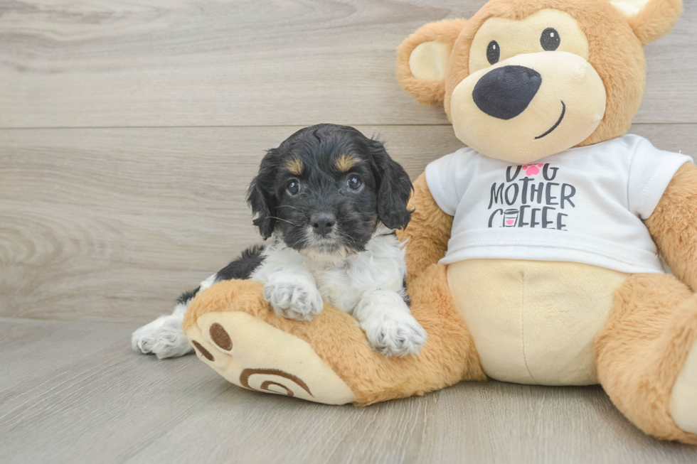 Best Cockapoo Baby