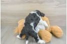 Little Cocker Doodle Poodle Mix Puppy
