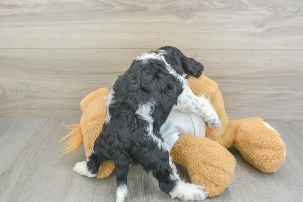 Little Cocker Doodle Poodle Mix Puppy