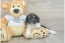 Cockapoo Pup Being Cute