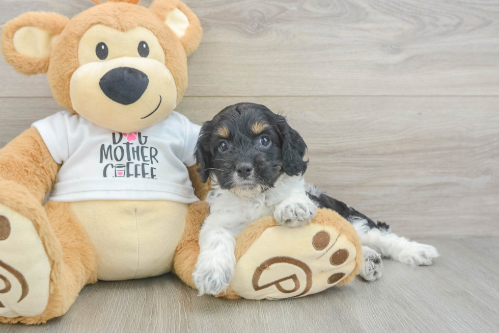 Cockapoo Pup Being Cute