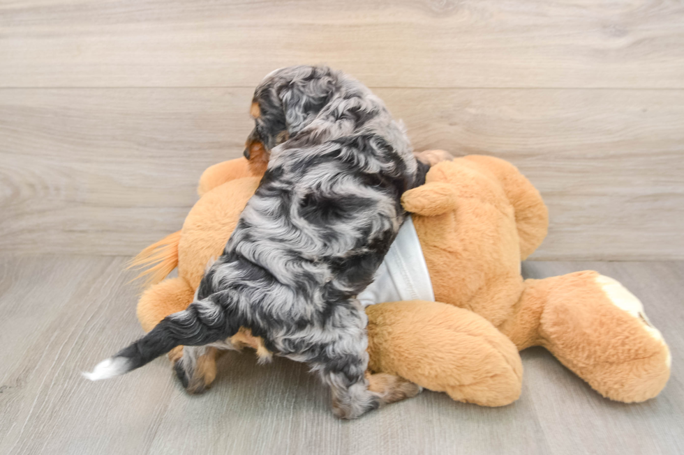 Best Cockapoo Baby