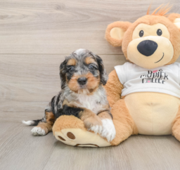 5 week old Cockapoo Puppy For Sale - Premier Pups