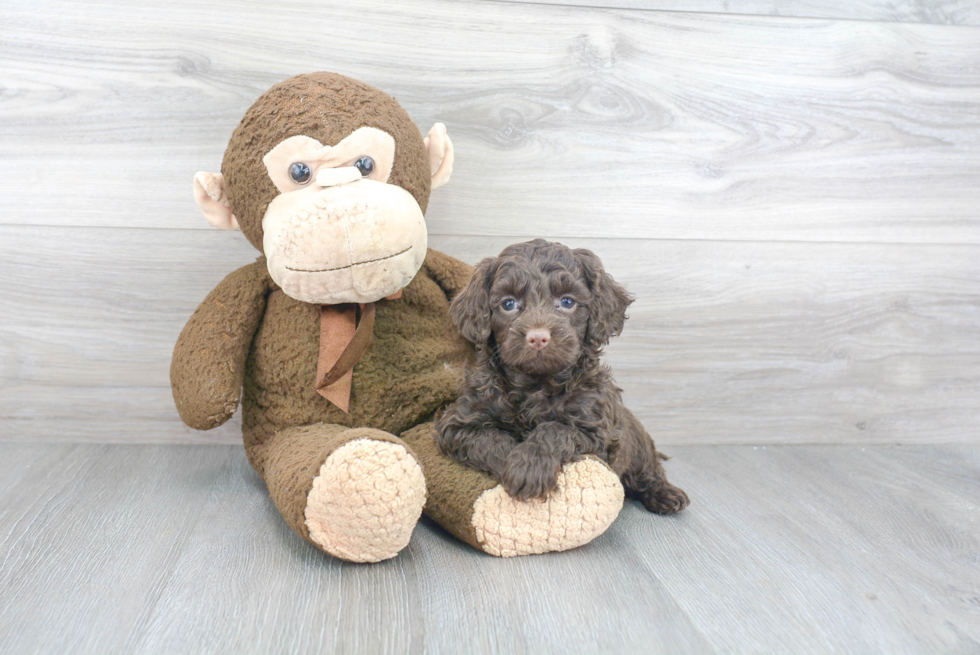 Adorable Cockerpoo Poodle Mix Puppy