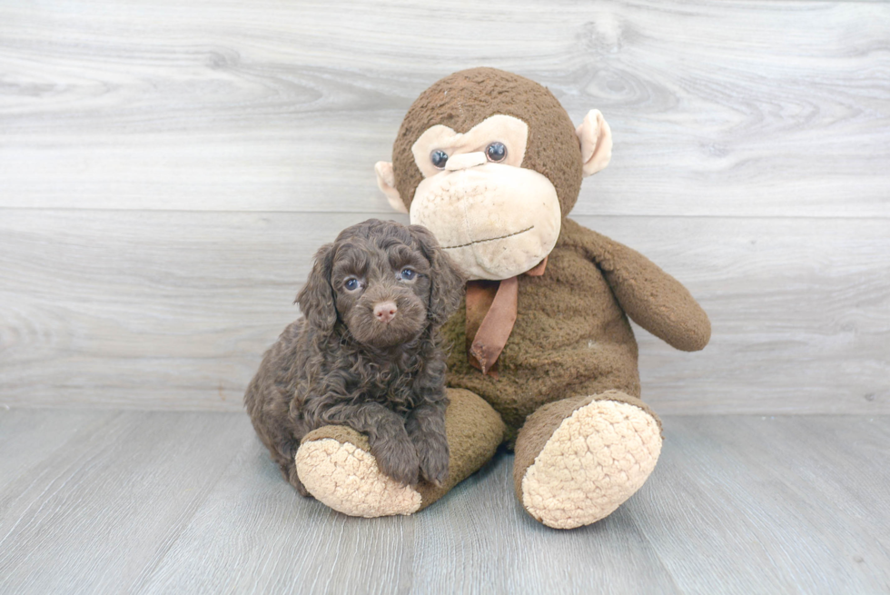 Cockapoo Pup Being Cute