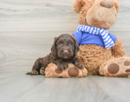 8 week old Cockapoo Puppy For Sale - Premier Pups