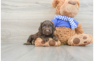 Cockapoo Pup Being Cute