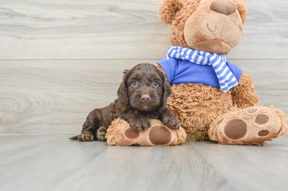 5 week old Cockapoo Puppy For Sale - Premier Pups