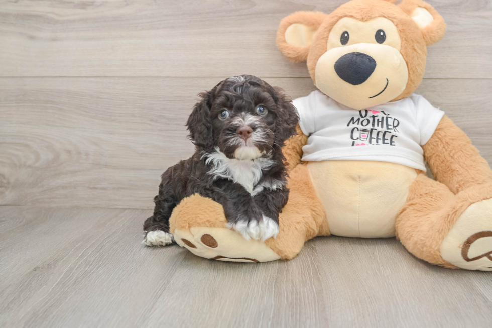 Cockapoo Puppy for Adoption