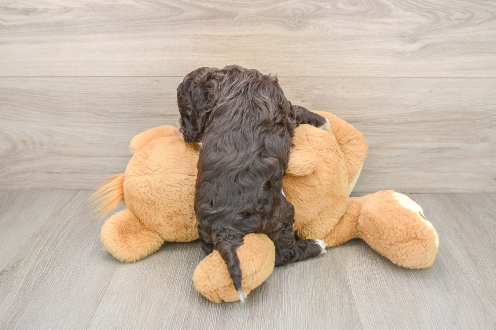 Cockapoo Puppy for Adoption