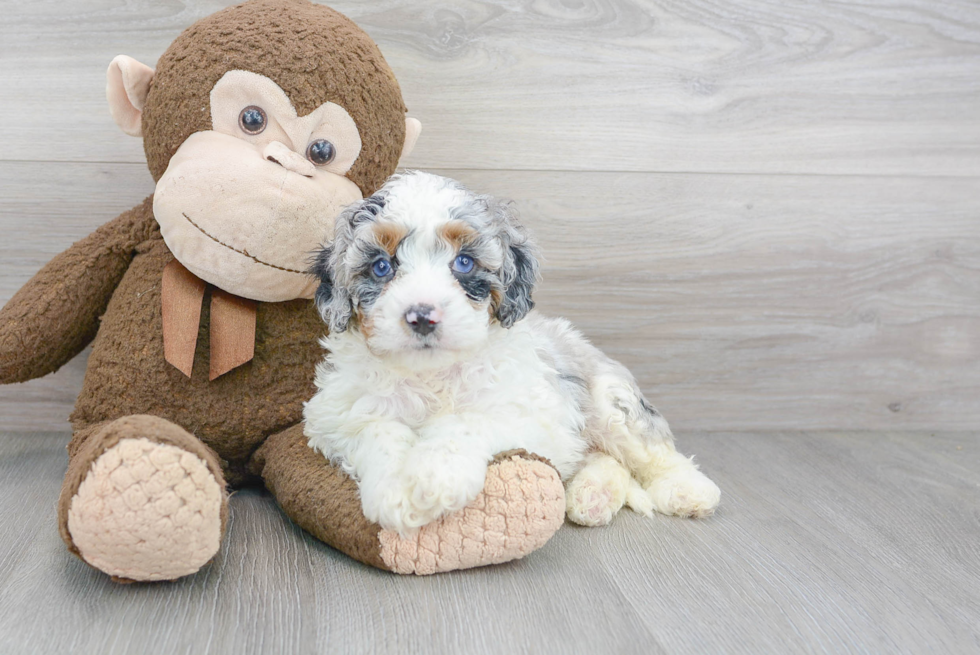 Cockapoo Pup Being Cute