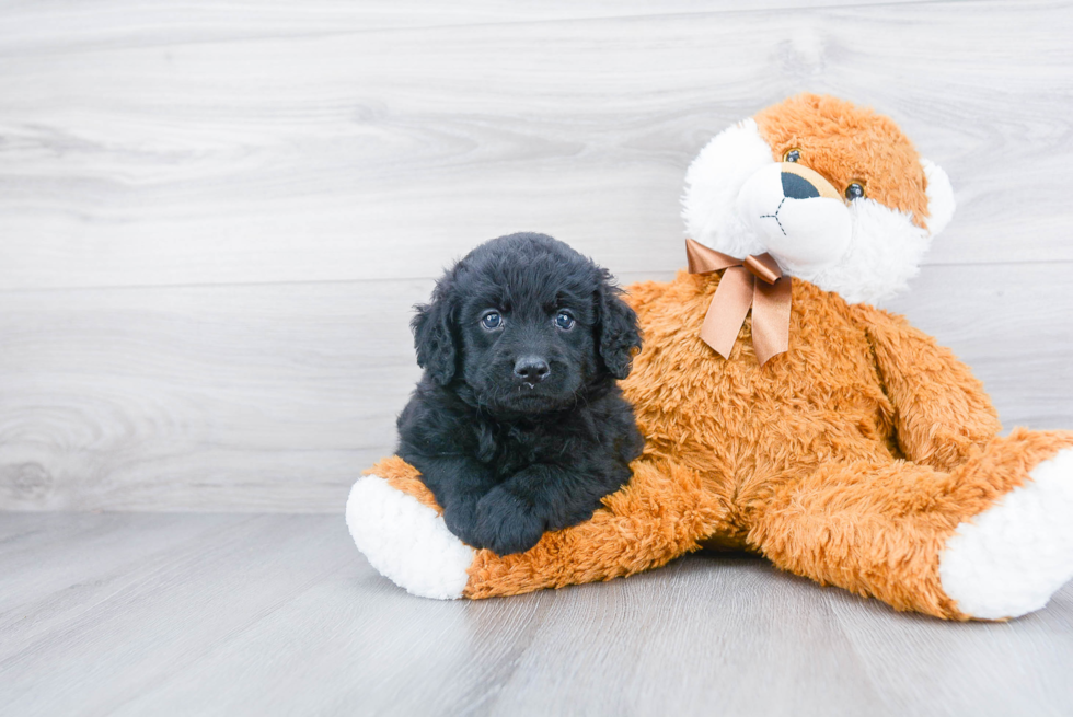 Hypoallergenic Cockerpoo Poodle Mix Puppy