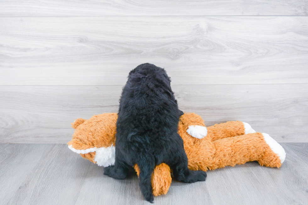 Adorable Cockerpoo Poodle Mix Puppy