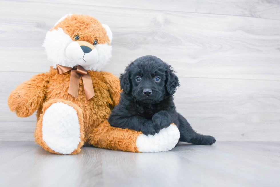 Cockapoo Puppy for Adoption