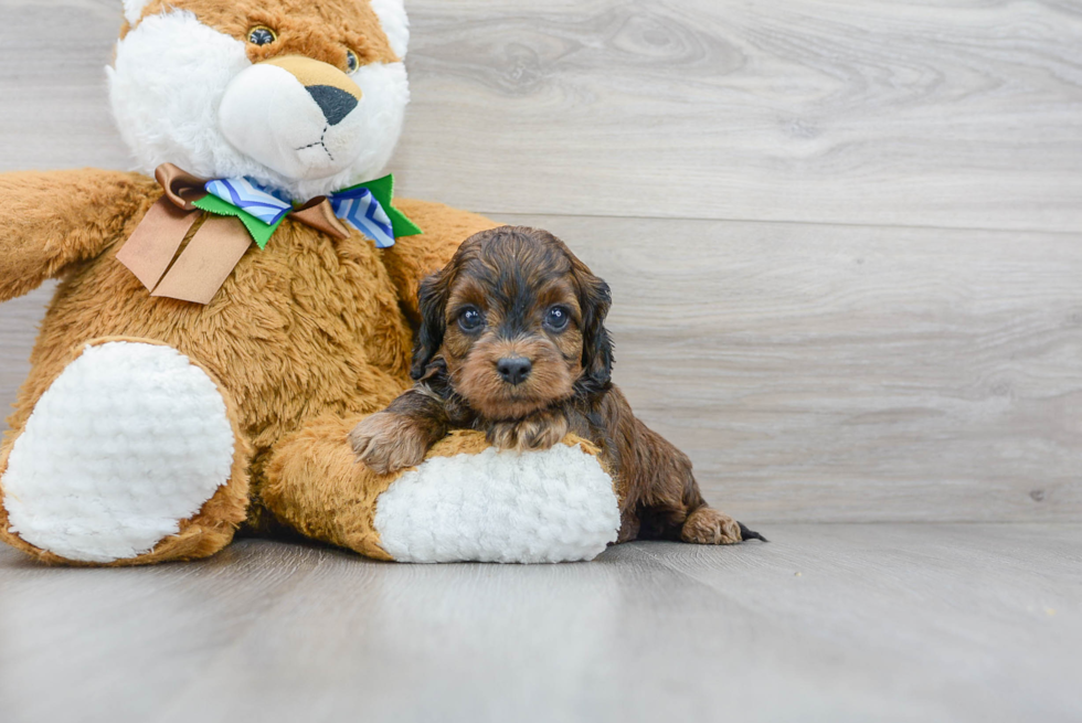 Cockapoo Pup Being Cute